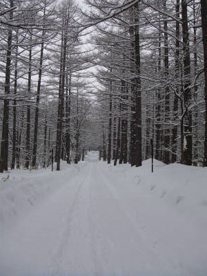 雪に埋もれた車道